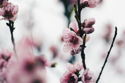 Close-up of pink cherry blossom