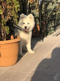 Dog standing by potted plants