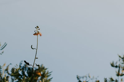 Low angle view of butterfly on plant against clear sky
