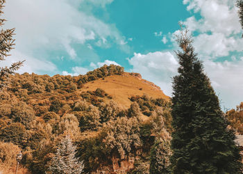 Low angle view of trees against sky