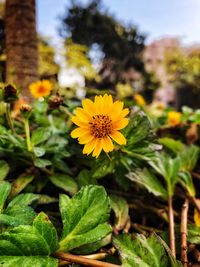 Close-up of yellow flowering plant