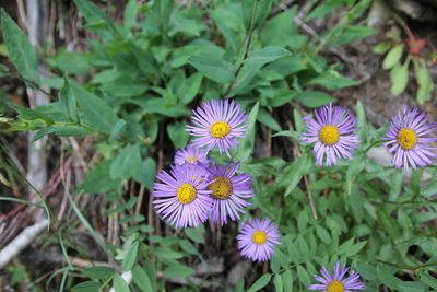 Close-up of purple flowers blooming outdoors