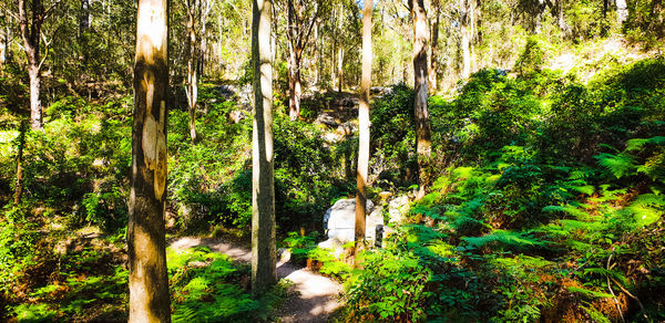 Trees in forest