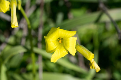 Close-up of yellow flowering plant