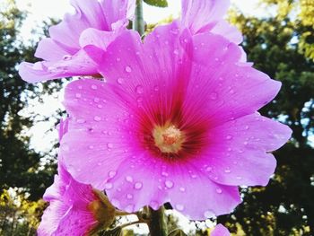 Close-up of pink flower