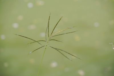 Close-up of raindrops on plant