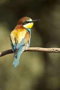 Close-up of bird perching on branch