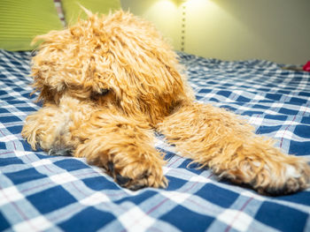 Close-up of a dog lying on bed