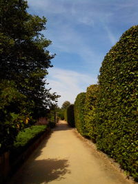 Road passing through forest