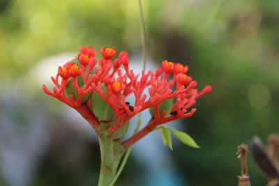 Close-up of red flower blooming outdoors