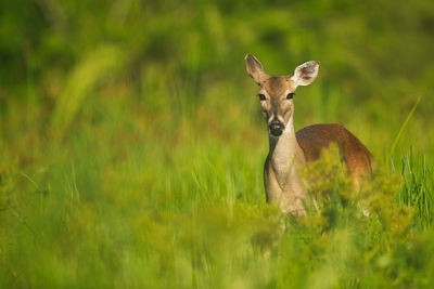 Portrait of deer on land