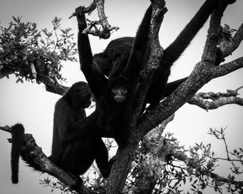 Low angle view of monkey on tree against sky