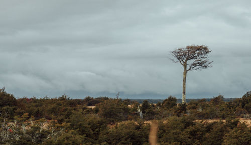 Trees on landscape against sky