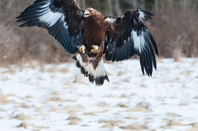 Close-up of eagle flying over snow during winter