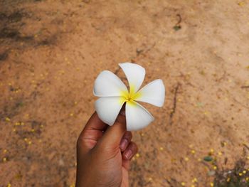 Close-up of hand holding white flower