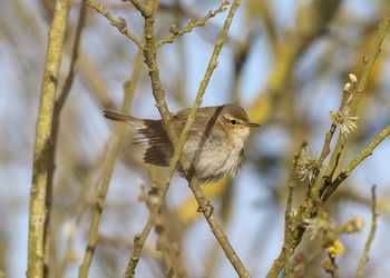 Close-up of bird perching on branch