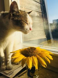 Close-up of cat by flower window