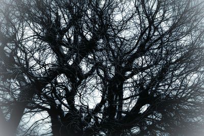 Low angle view of bare trees in forest