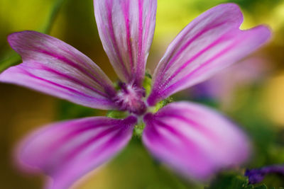 Close-up of purple flower blooming outdoors