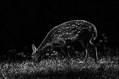 View of deer on field at night