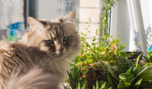 Close-up portrait of a cat