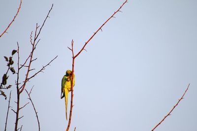 Low angle view of bird perching on branch against sky