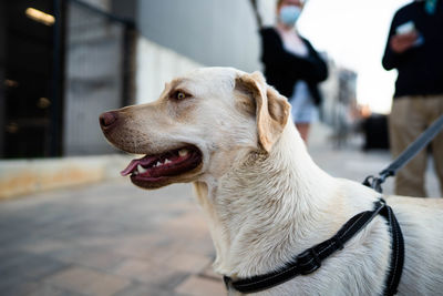 Close-up of dog looking away