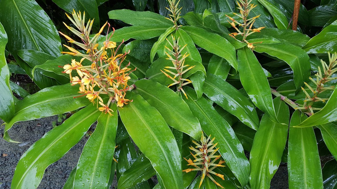 HIGH ANGLE VIEW OF LEAVES ON PLANT