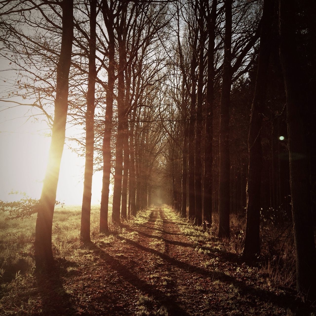 tree, tranquility, tree trunk, sun, tranquil scene, bare tree, forest, nature, the way forward, sunlight, sunbeam, woodland, scenics, sunset, beauty in nature, landscape, non-urban scene, branch, silhouette, lens flare