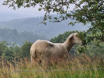 View of a sheep on field