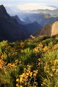 Flowers growing on mountain