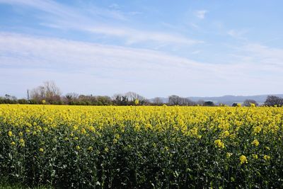 Scenic view of oilseed rape field against sky