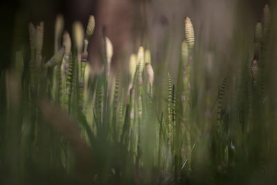 Close-up of plants