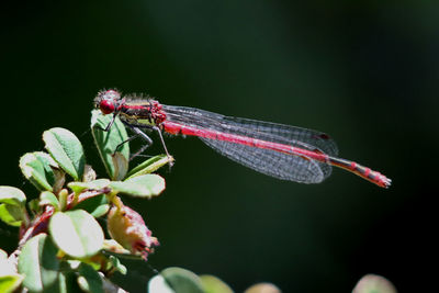 Close-up of insect on plant