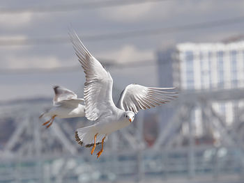 Close-up of birds flying over water