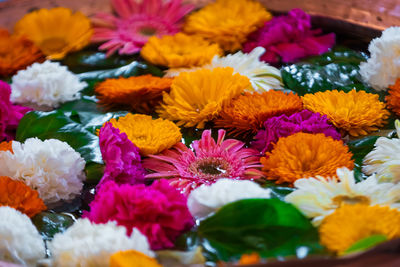 Close-up of multi colored flowering plants