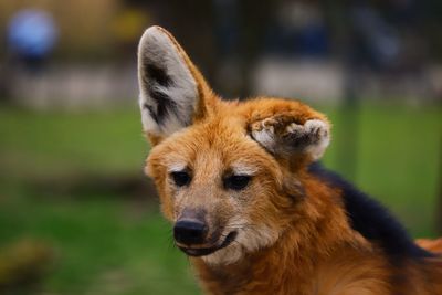 Close-up of a maned wolf looking away