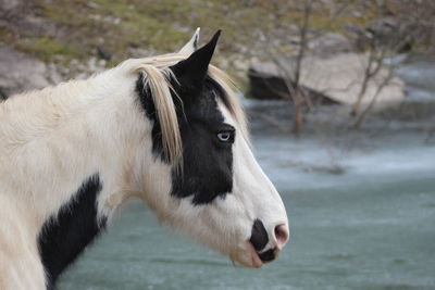 Side view of a horse