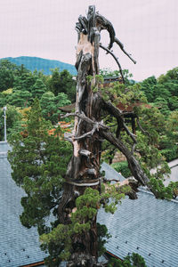 Tree by lake against sky