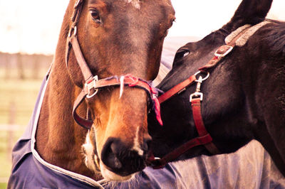 Close-up of horse