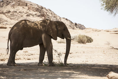 Side view of elephant standing on field during sunny day