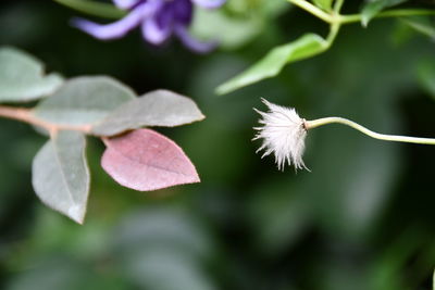 Close-up of white flowering plant leaves