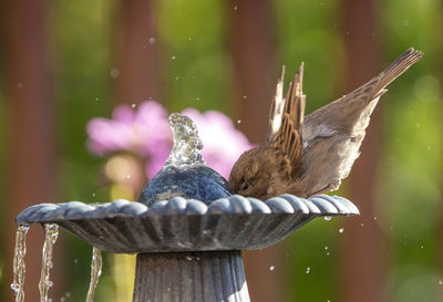 Close-up of bird drinking water from fountain