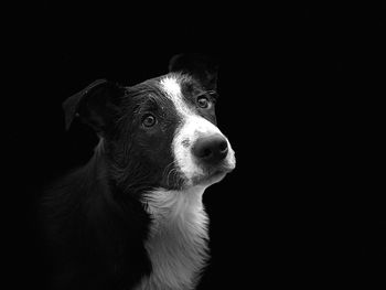 Close-up of dog against black background