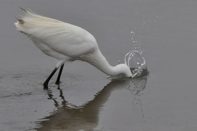 Bird flying over water