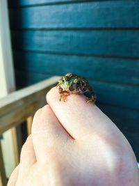 Close-up of hand holding ladybug