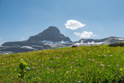 Scenic view of grassy field against sky