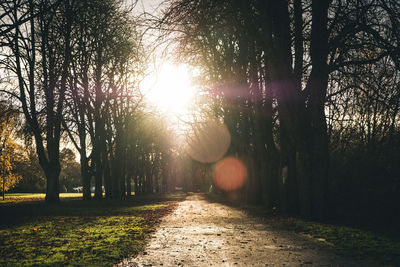 Trees on landscape against sky