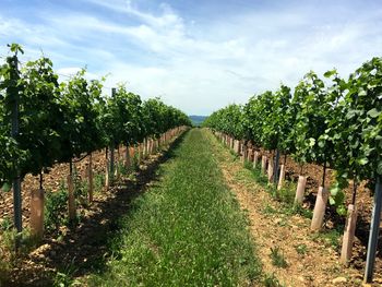 Scenic view of vineyard