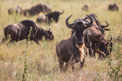 Portrait of gnu antelope on field